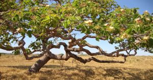 Por que as árvores do Cerrado são tortas?