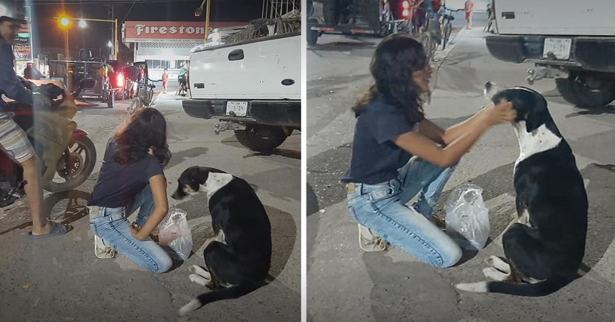 Casal alimenta cães vadios durante quarentena. Eles estão mais abandonados do que antes.